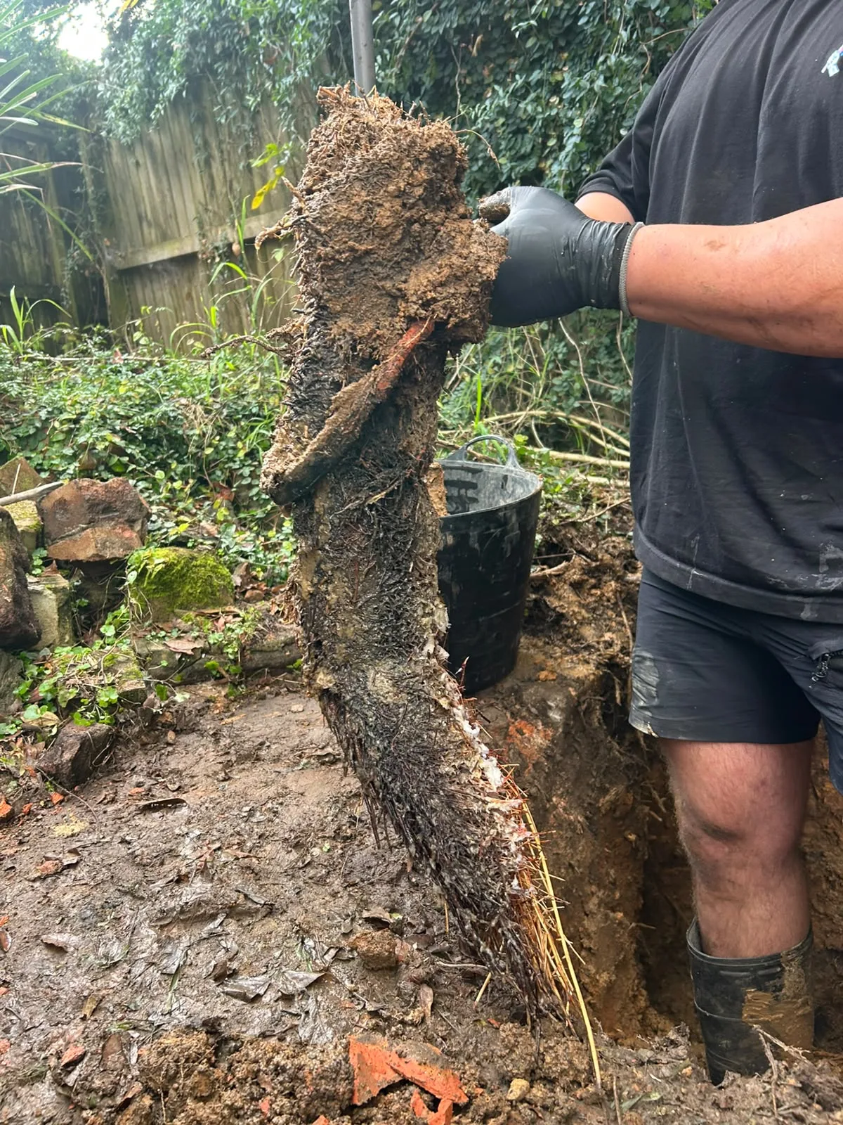 Clearing tree roots from an excavated drain line by hand